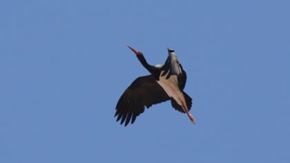 Black Stork