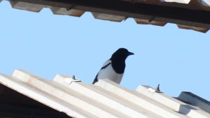 Eurasian Magpie