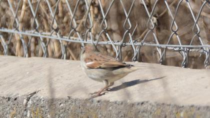 House Sparrow