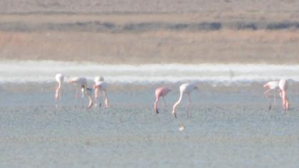 Lesser Flamingo