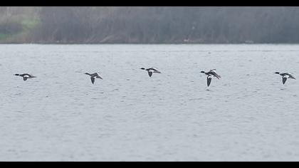 Red-breasted Merganser