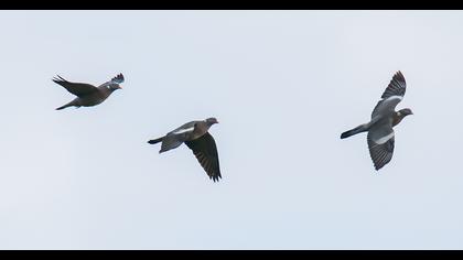Common Wood Pigeon