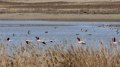 Greater Flamingo