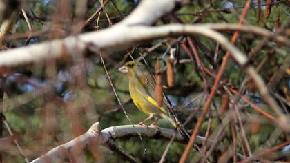 European Greenfinch