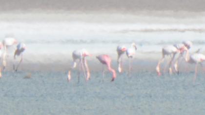 Lesser Flamingo