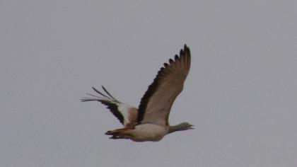 Great Bustard