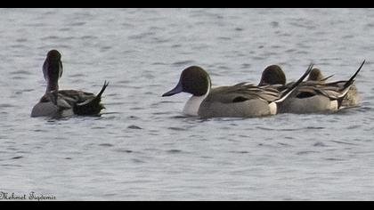 Northern Pintail