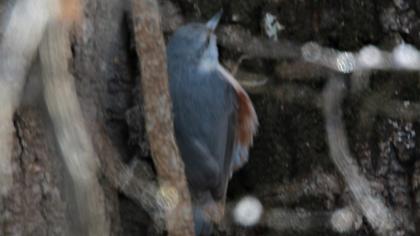 Eurasian Nuthatch