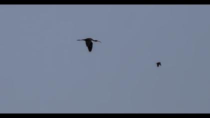 Glossy Ibis