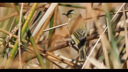 Common Chiffchaff