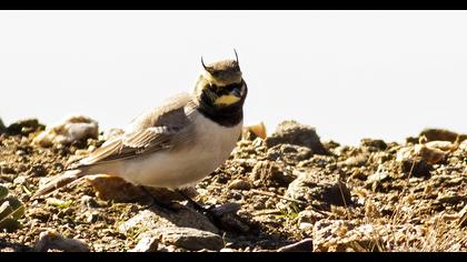 Horned Lark