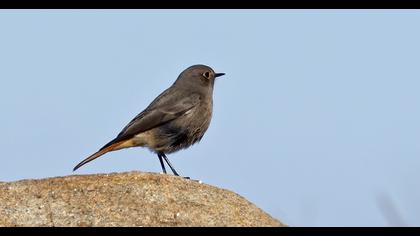Black Redstart