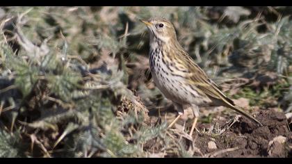 Meadow Pipit