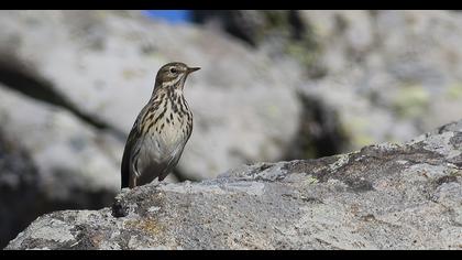 Water Pipit