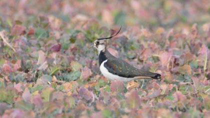 Northern Lapwing