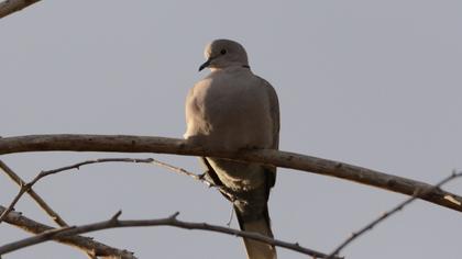 Eurasian Collared Dove