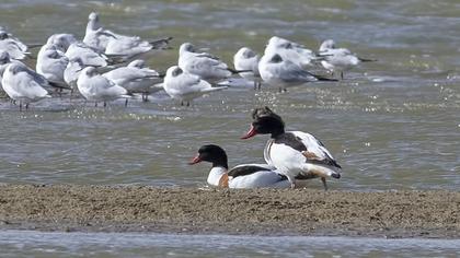 Common Shelduck