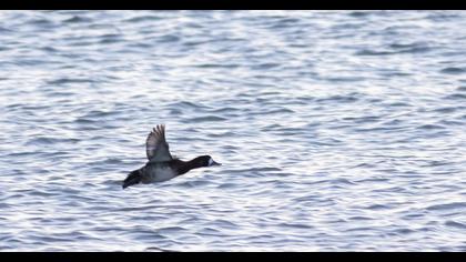 Greater Scaup