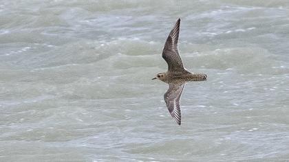 European Golden Plover