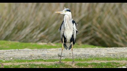 Grey Heron