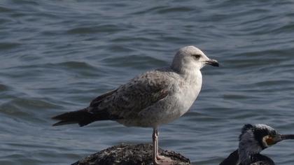 Armenian Gull