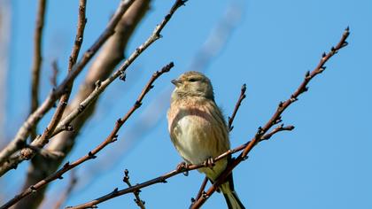 Common Linnet