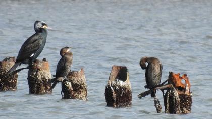 Great Cormorant