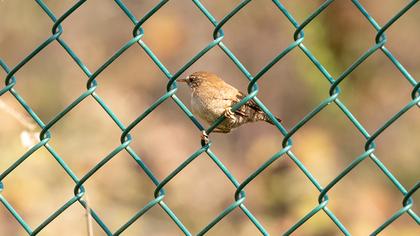 Eurasian Wren