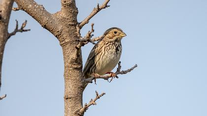 Corn Bunting