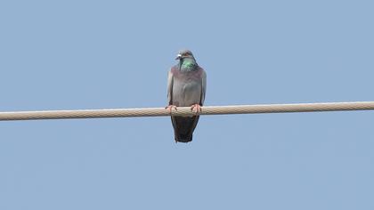 Rock Dove
