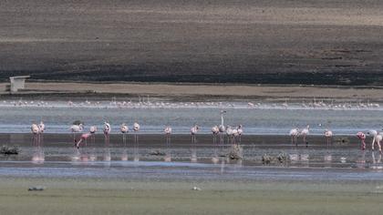 Lesser Flamingo