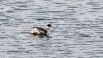 Black-necked Grebe