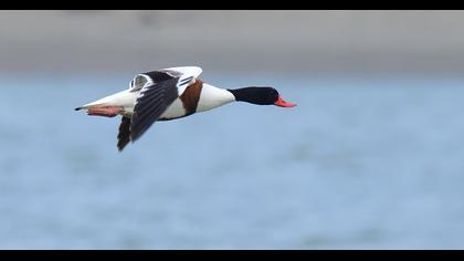 Common Shelduck