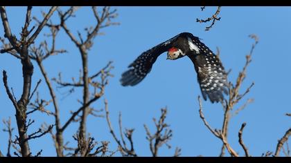 Middle Spotted Woodpecker
