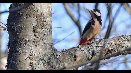 Great Spotted Woodpecker