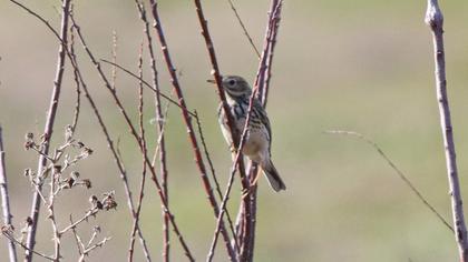 Meadow Pipit