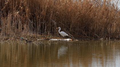 Great Egret