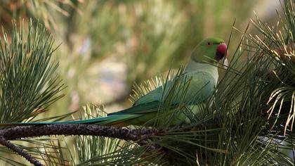 Rose-ringed Parakeet