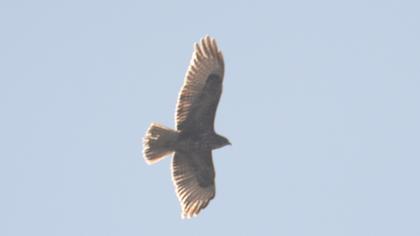 Common Buzzard