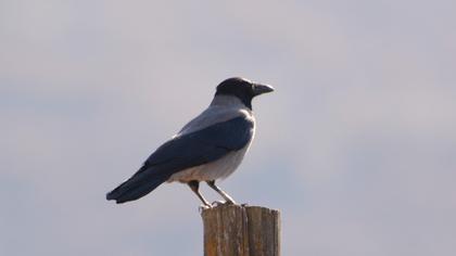 Hooded Crow