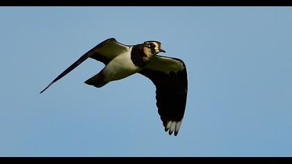 Northern Lapwing