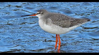 Spotted Redshank