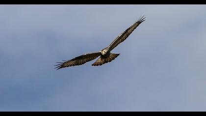 Rough-legged Buzzard