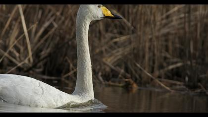 Whooper Swan