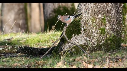 Eurasian Jay