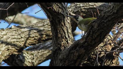 European Green Woodpecker