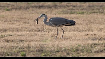 Grey Heron