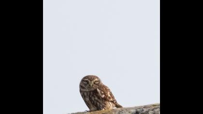 Little Owl