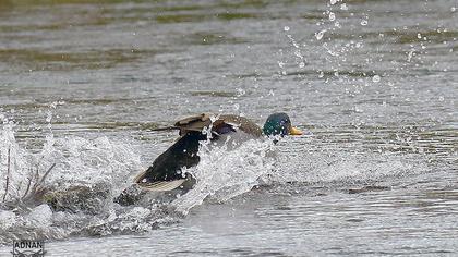 Mallard
