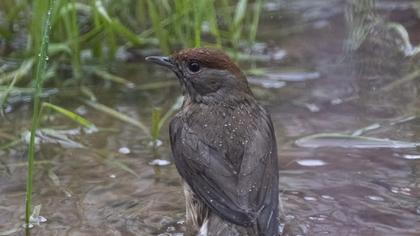 Eurasian Blackcap